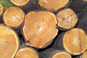Bäume Offensichtlich veranlassen die steigenden Preise für Heizöl und Erdgas viele dazu, sich, wie in früheren Tagen, ihr Brennholz illegal im Wald zu „besorgen“! Foto: Peter Hoffmann