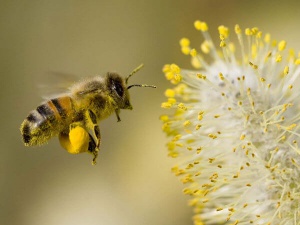 biene-pollen-umweltschutz